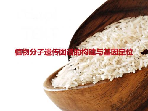 植物(水稻)基因组DNA的提取