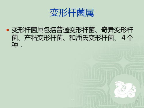 变形杆菌属PPT课件