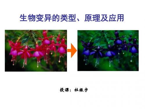 生物变异的类型、原理及应用1