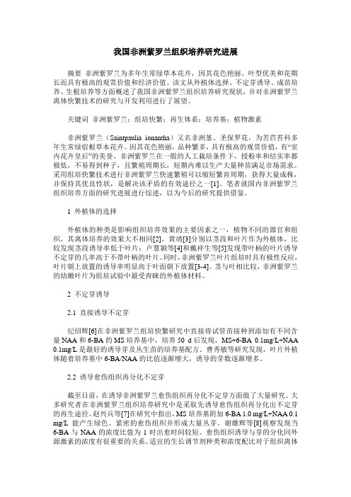 我国非洲紫罗兰组织培养研究进展