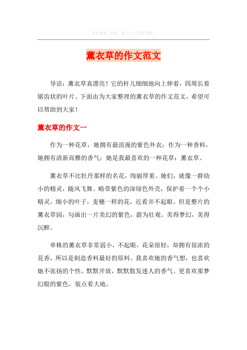 薰衣草的作文范文