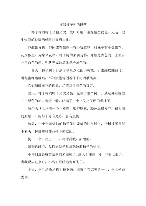 描写柿子树的段落-作文