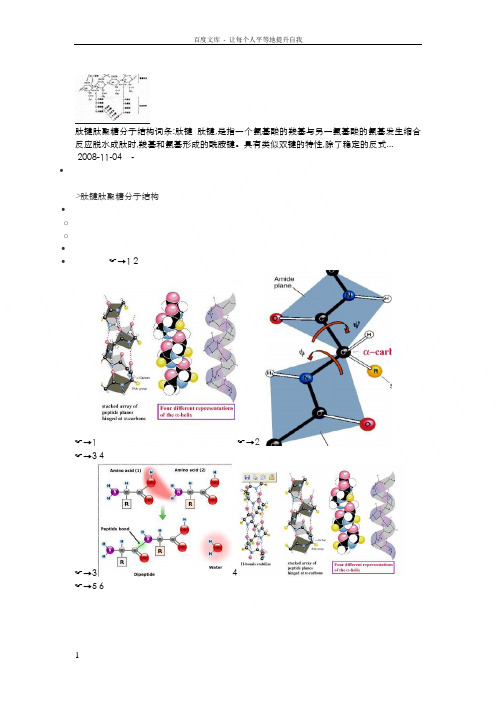 肽键肽聚糖分子结构图片互动百科