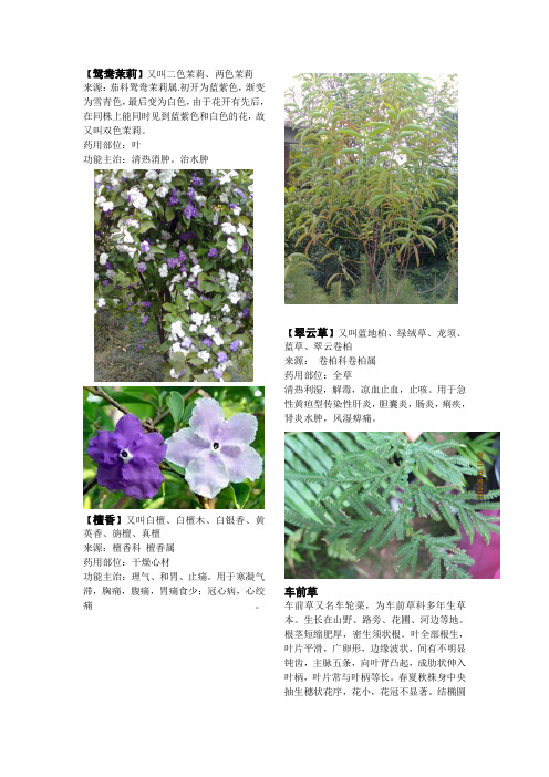 植物大观园