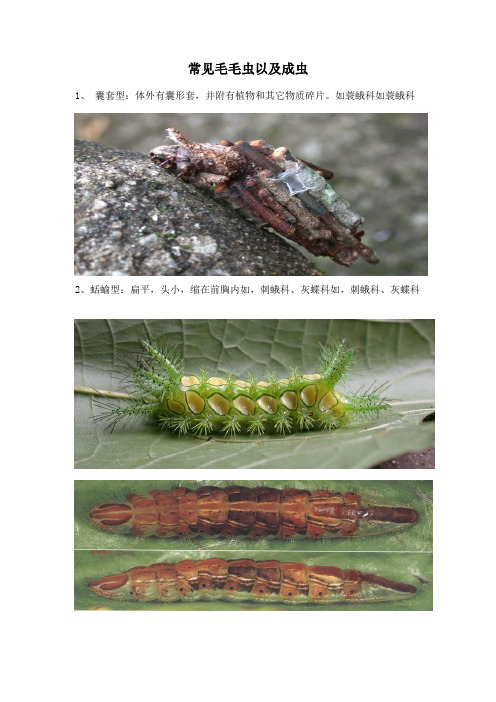 常见昆虫的幼虫及成虫图
