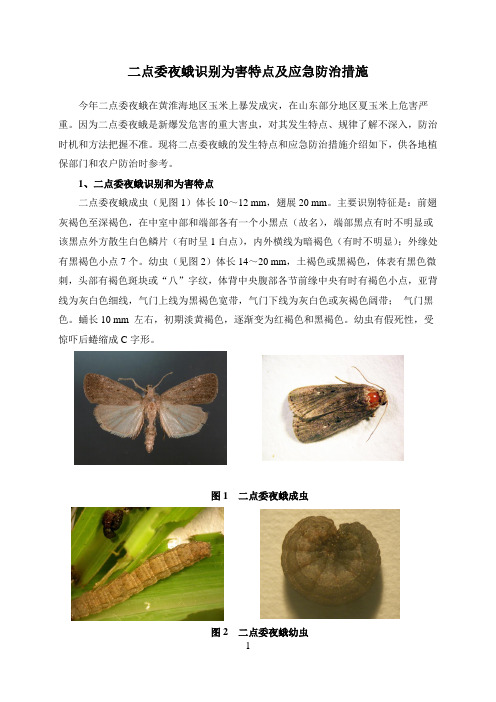 二点委夜蛾识别特点及应急防治措施