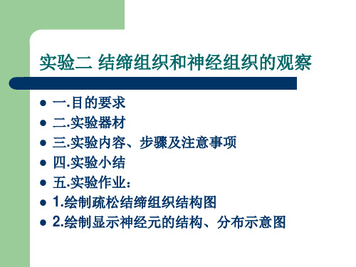 实验二 结缔组织和神经组织的观察