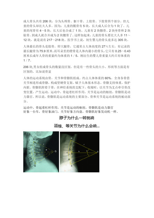成人骨头共有206块