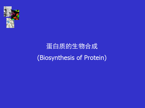 蛋白合成(双语)