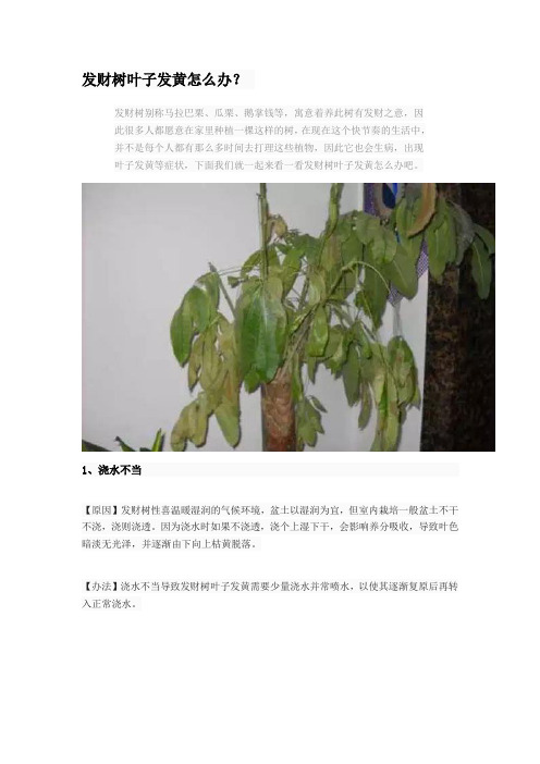 发财树叶子发黄怎么办