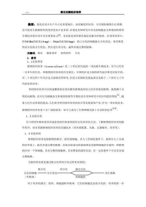 菊花组织培养