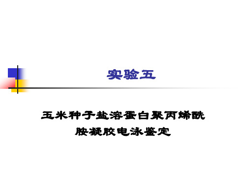 实验五 玉米种子盐溶蛋白聚丙烯酰胺凝胶电泳鉴定