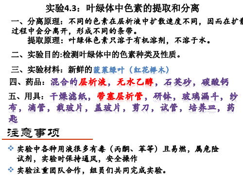 沪教版生物高一第一册-4.2 叶绿体中色素的提取和分离  课件  