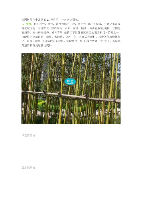 在园林绿化中常见的21种竹子
