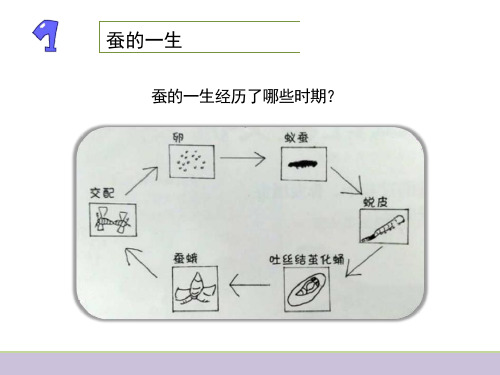 教科版三年级下册科学：《动物的一生》教学ppt课件