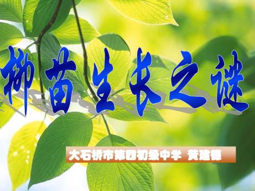 柳苗生长之谜教学课件