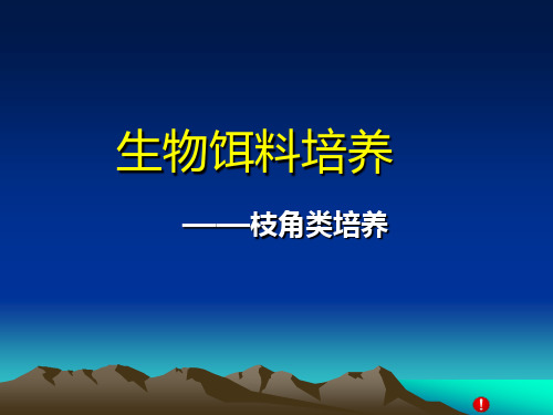枝角类的培养