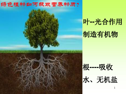 叶片的结构与功能PPT演示课件