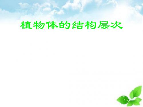 植物体的结构层次课件PPT