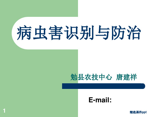 病虫害识别与防治ppt课件