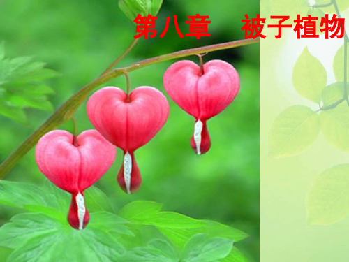 植物学课件-11-higher plant-1 序论 木兰科 毛茛科