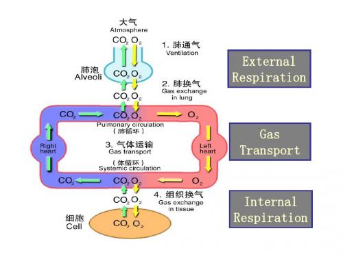 第十六章：肺功能不全(病理生理学)