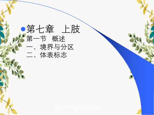 上肢第一节概述境界与分区体表标志
