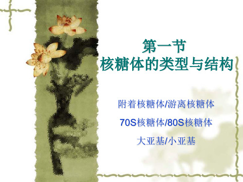 细胞生物学第11章PPT课件