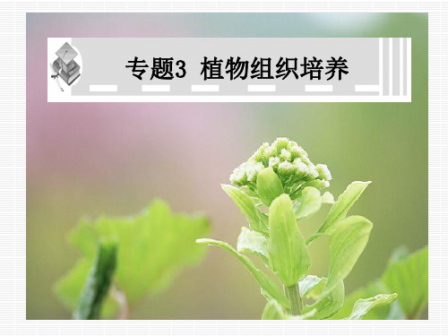 3.1菊花的组织培养 高二生物选修一