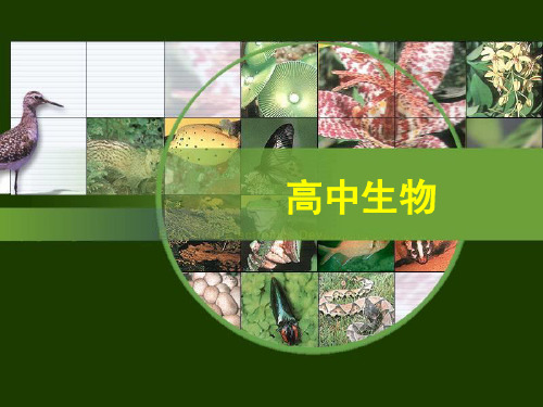减数分裂和受精作用(4)