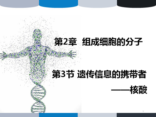 2-3遗传信息的携带者——核酸(课件)高一上学期生物人教版必修一