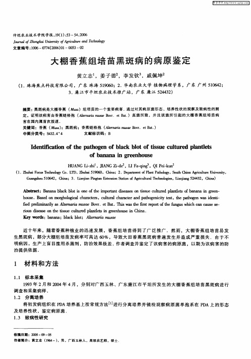 大棚香蕉组培苗黑斑病的病原鉴定