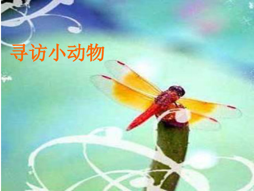 三年级上册科学课件寻访小动物教科版(共22页)PPT