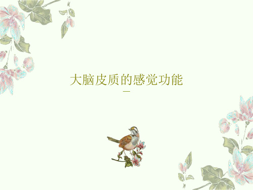 大脑皮质的感觉功能38页PPT