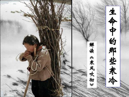 苏教散文选读《寒风吹彻》课件