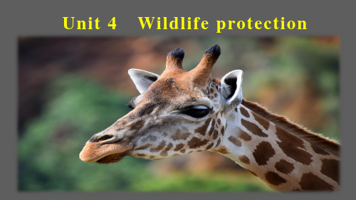 人教英语必修二Unit 4-Wildlife Protection-知识点+语法全