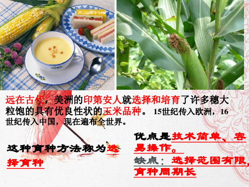 新版人教版高中生物第六章第一节杂交育种与诱变育种教学 (共18张PPT)学习演示PPT课件