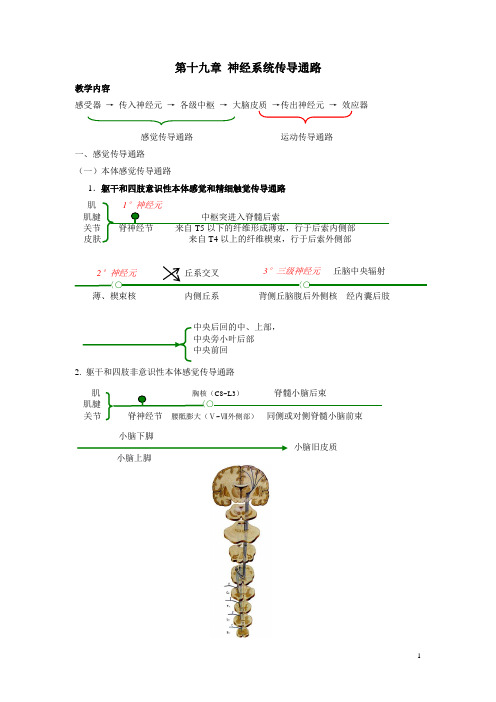 吉林省-《人体解剖学》电子教案——神经系统传导通路(人卫版)