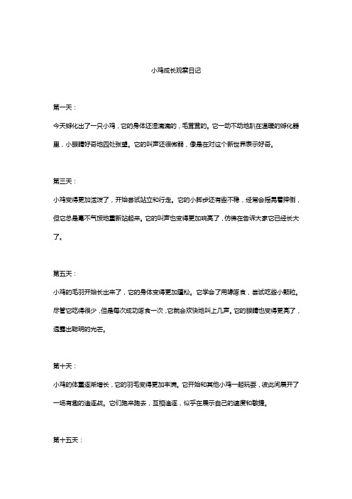 小鸡成长观察日记