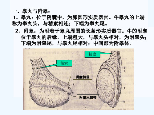 (完整)家畜解剖生理 第七章  生殖系统精品PPT资料精品PPT资料