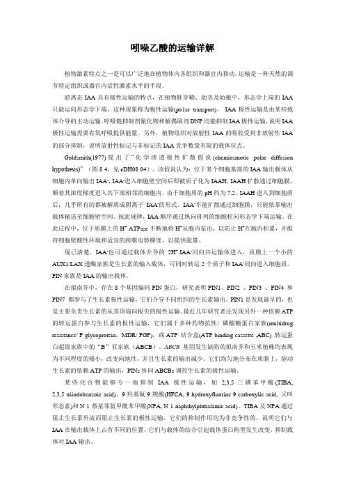 吲哚乙酸的运输详解