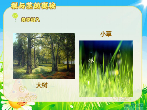 《根与茎的奥秘》课件