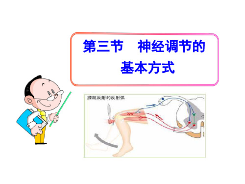 反射(共29张PPT)