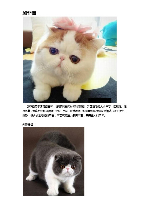 加菲猫