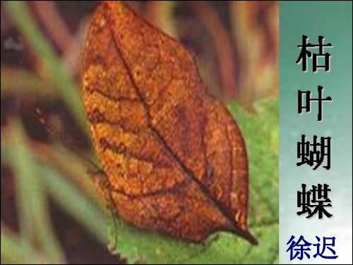 初中语文课件：枯叶蝴蝶