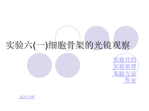 实验六细胞骨架的光镜观察
