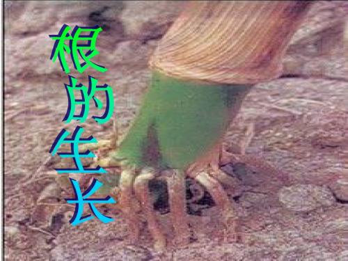 根的结构和功能课件