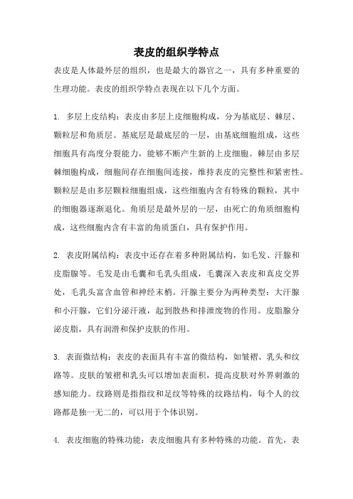 表皮的组织学特点