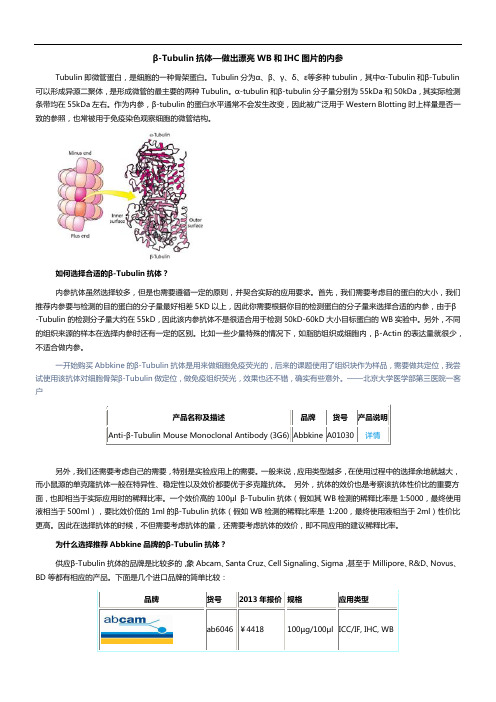 β-Tubulin抗体-β-Tubulin内参抗体