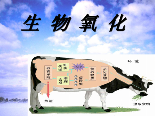 《Q第八章生物氧化》PPT课件